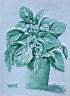 00-Hortensia verde-35x25.jpg